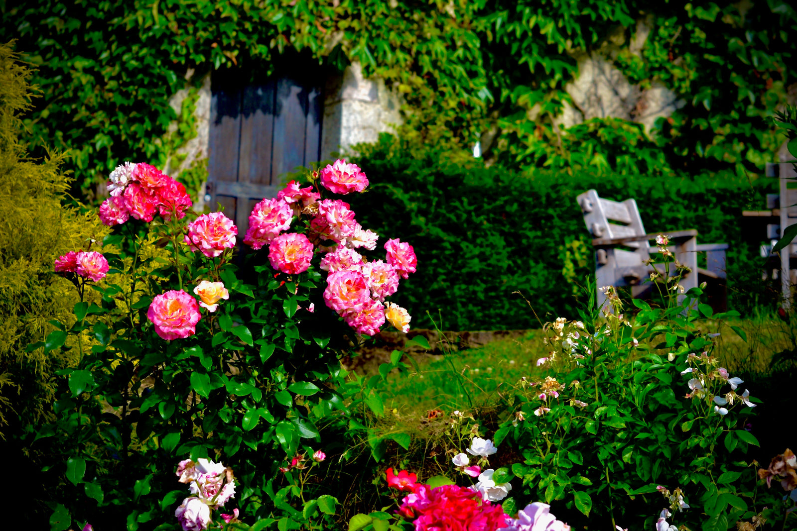 How to Plan Your Dream Spring Rose Garden