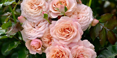 Rose Rosette Disease: How to Identify, Treat & Prevent It