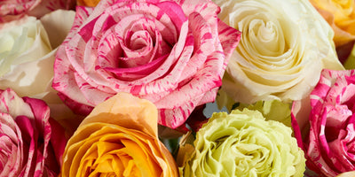 a close up on a rose bouquet with various color mixes of pink, yellow, and orange