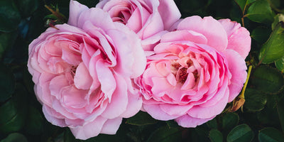 Low-Maintenance Rose Varieties: The Best Easy-Care Roses for Any Garden