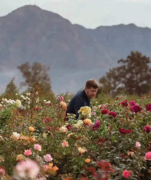 Guide to the Best Rose Breeders | April & Ashley