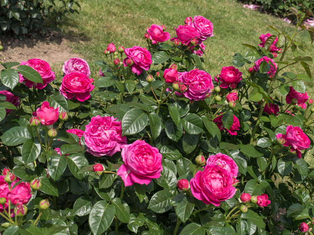 Anuschka Rose Bush