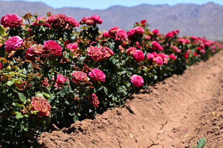Row of pink flowers growing in a field with mountains in the background