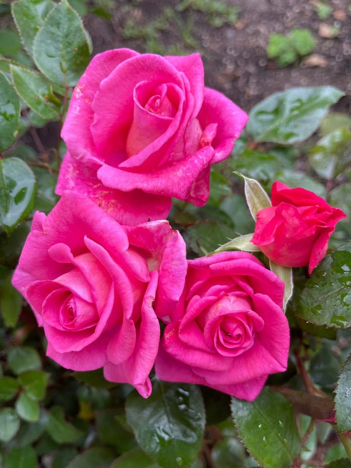 A cluster of hybrid tea roses with velvety petals in shades of pink, peach, and golden hues.