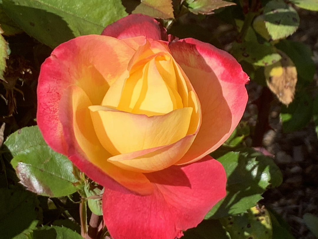 Beauty From Within™