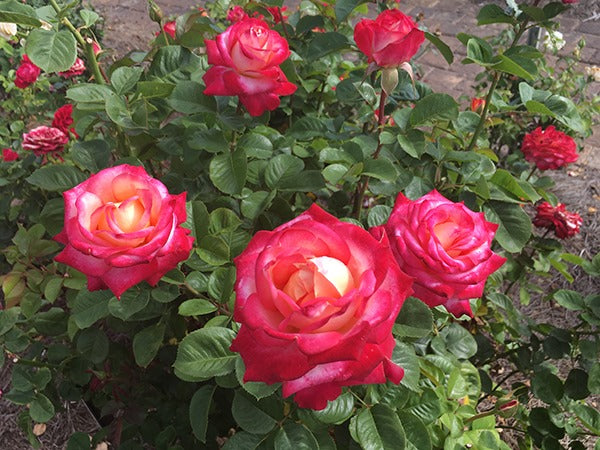 Beauty From Within™