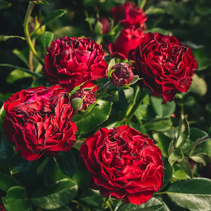 Black Velvet Deep Red Rose