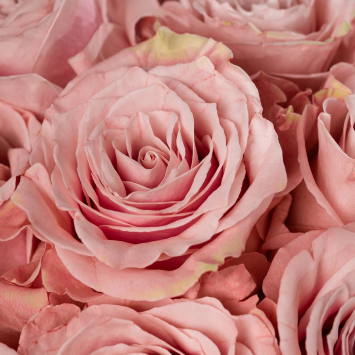 Pink Mondial®