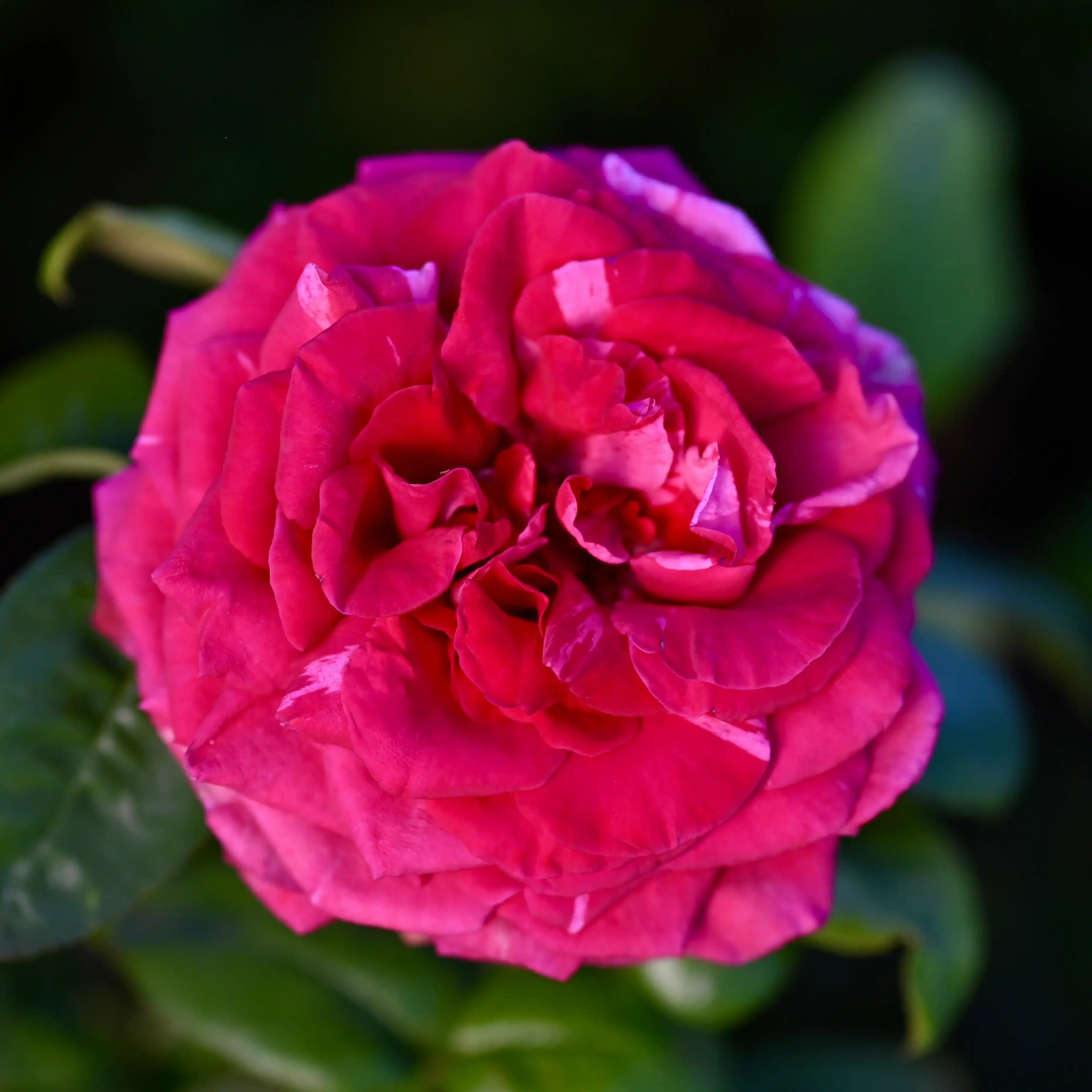トップス rose Hot X-pression Rose-火热印象｜Netherlands Cut Rose – Ergongzy Roses