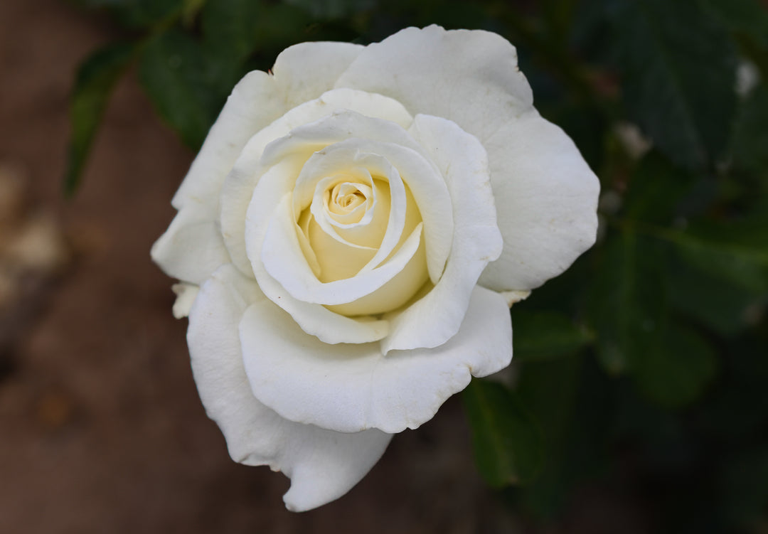 Close-up of a white rose with a blurred background