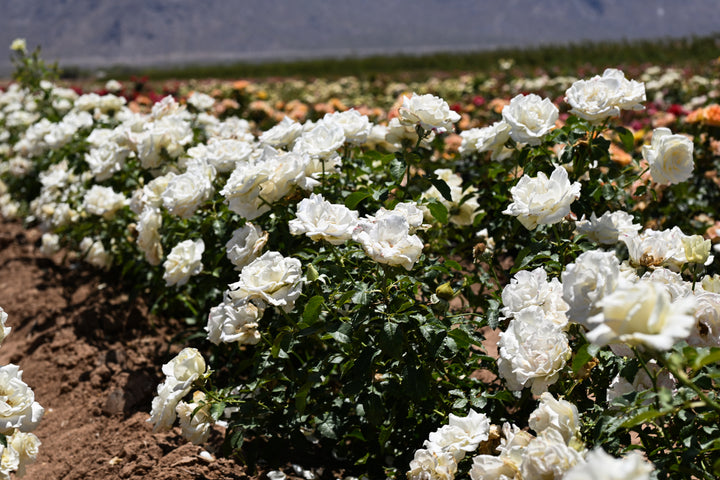 Field of white flowers with a blurred background