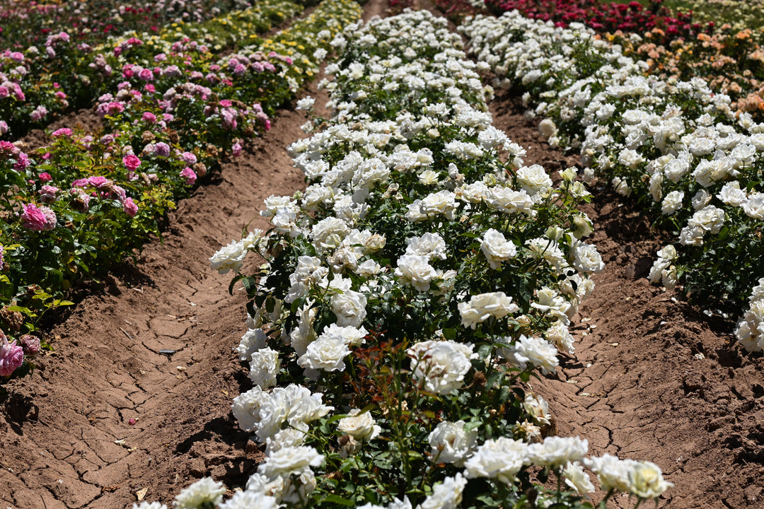 Row of white flowers in a garden with pink flowers in the background