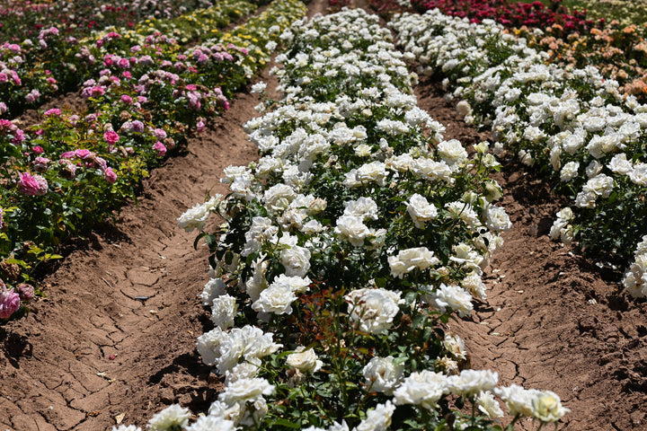 Row of white flowers in a garden with pink flowers in the background