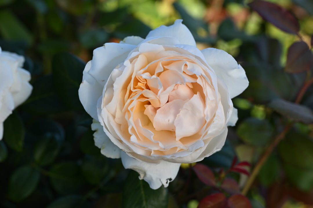 Gruaud Larose
