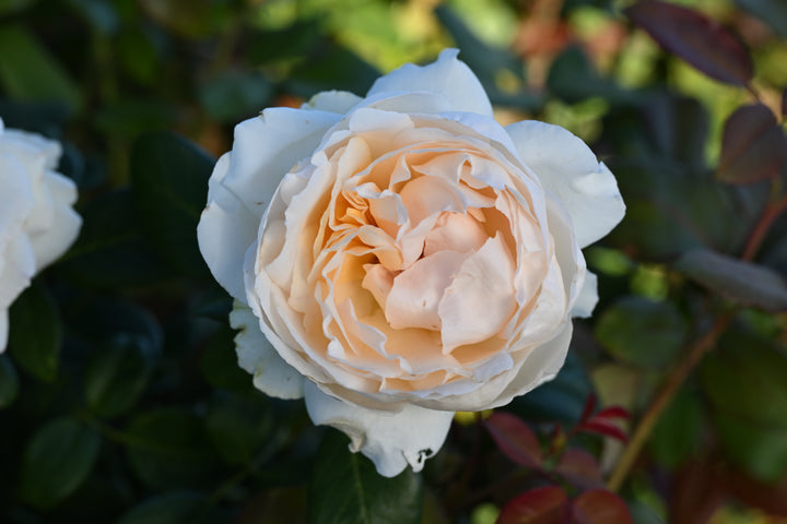 Gruaud Larose