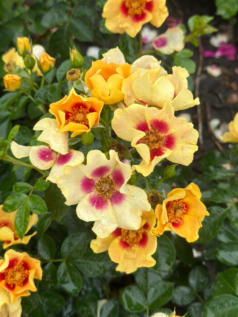 Close-up of yellow and white flowers with red centers on a green leafy background