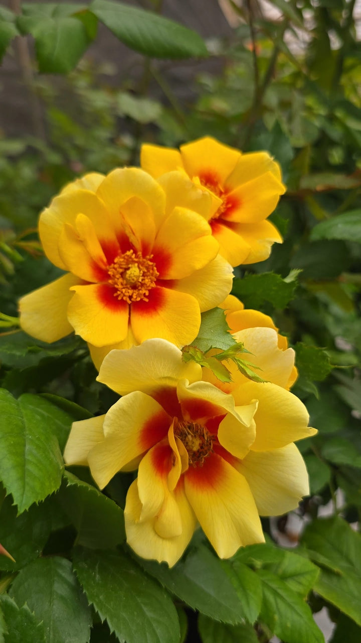 Figaro_babalyon_eyes