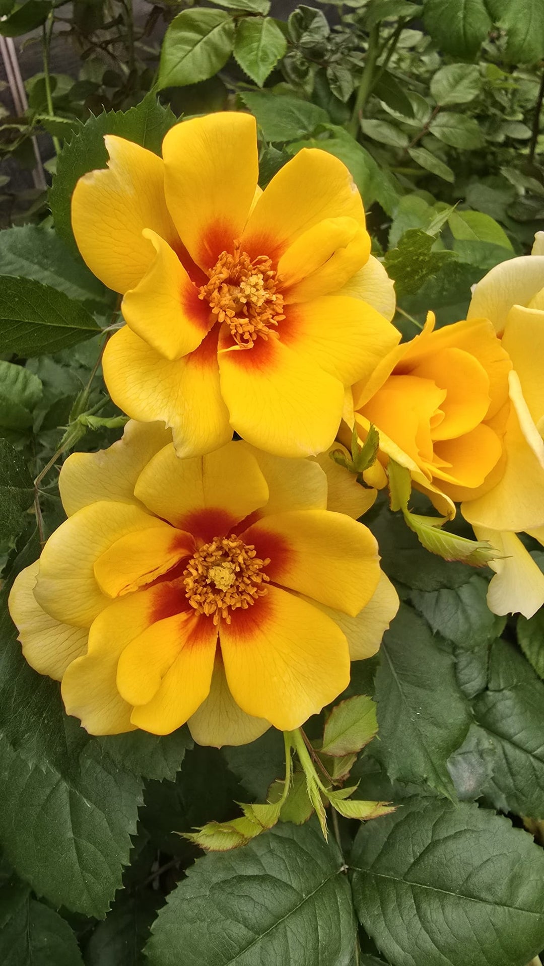 Figaro_babalyon_eyes