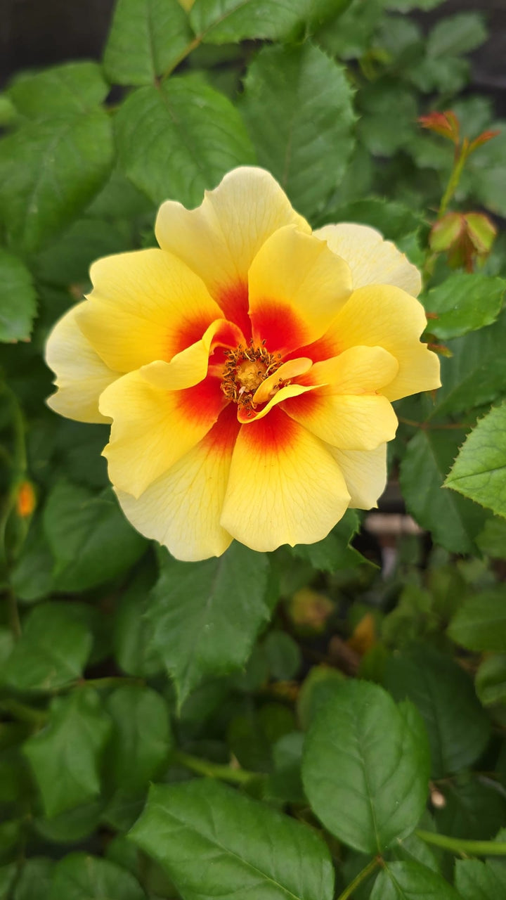 Figaro_babalyon_eyes