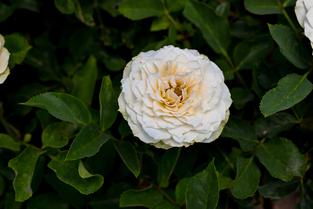 Cream Colored Rose Bloom