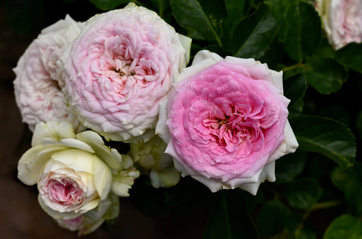 gelato rose bush