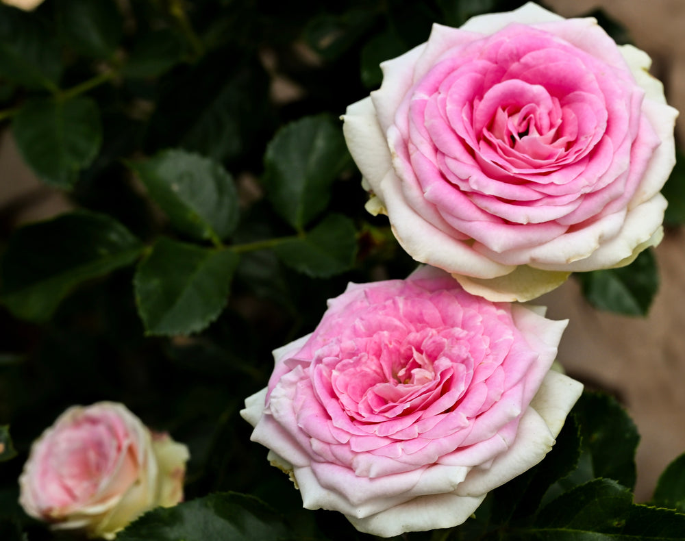 Close-up of pink and white roses with green leaves.