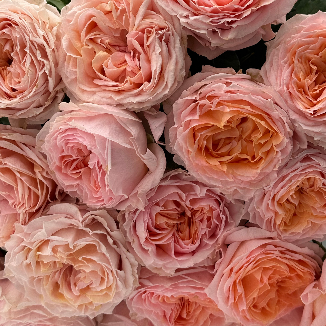 Georgia Peach™
