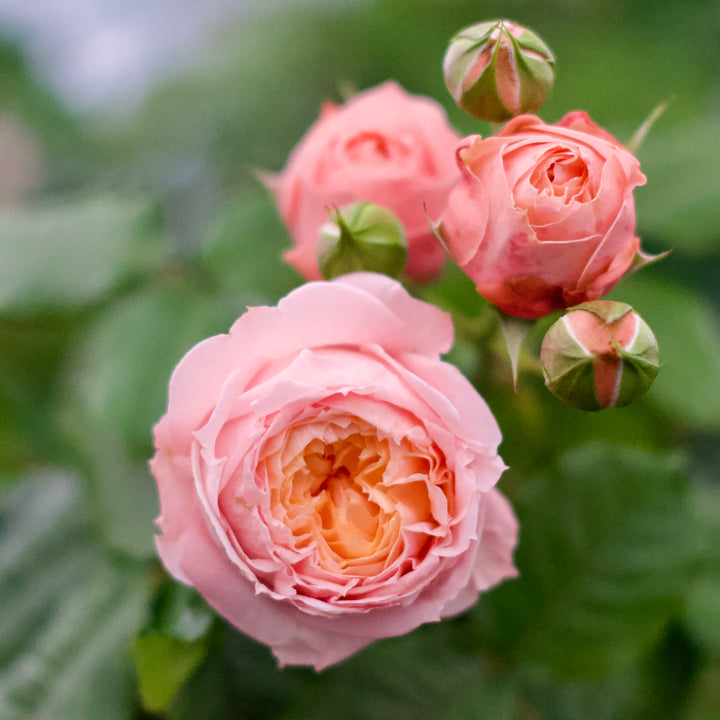 Georgia Peach™