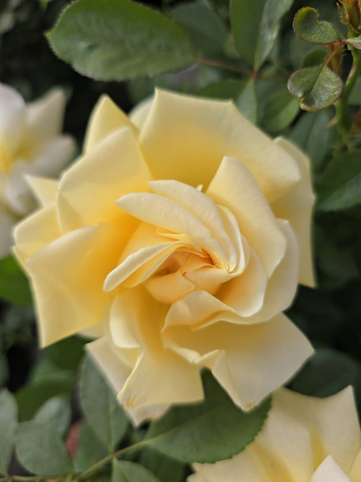 Close-up of a yellow rose with green leaves in the background