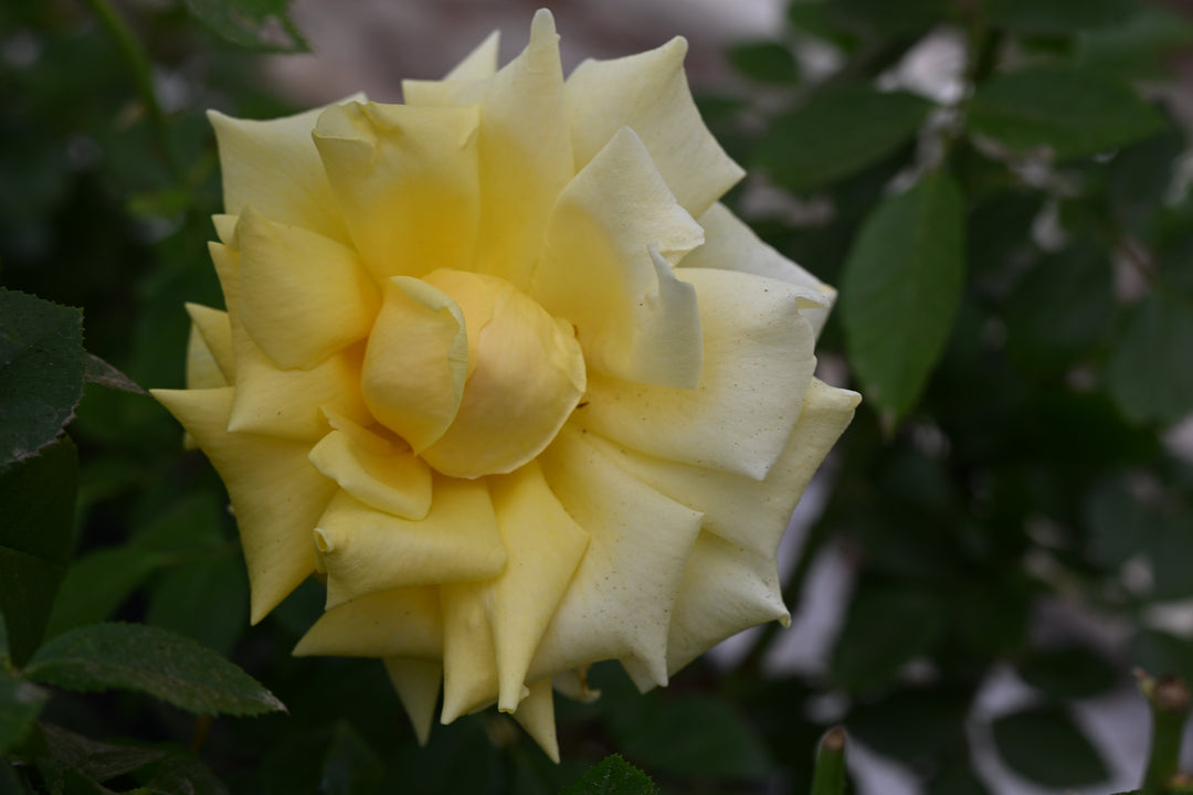 Yellow rose with green leaves in the background