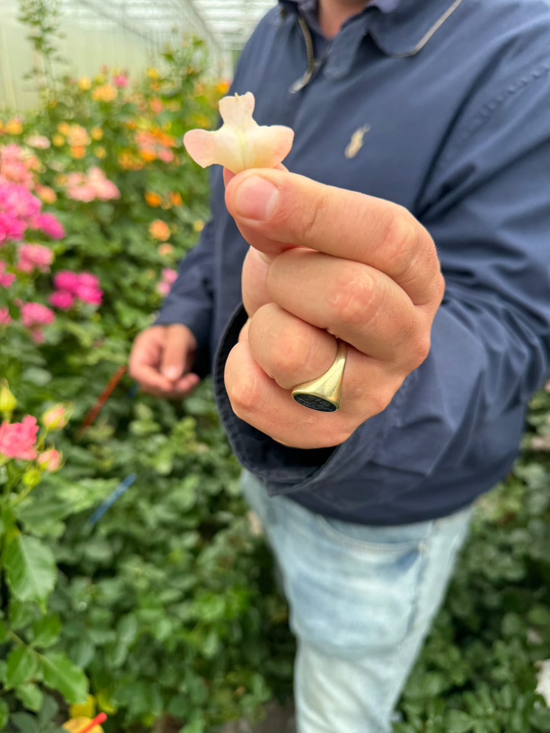 Roses In The Men's Hand