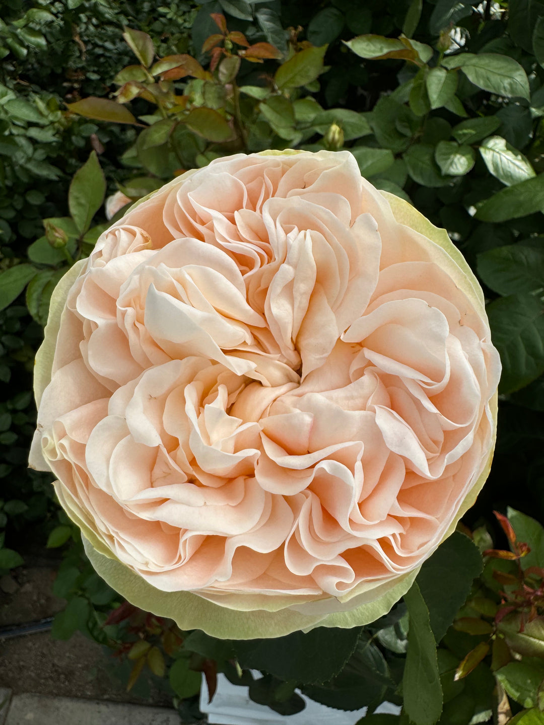 Crescendo Rose Bushes