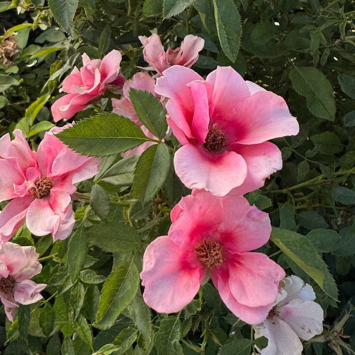 Maestro Babylon Eyes™