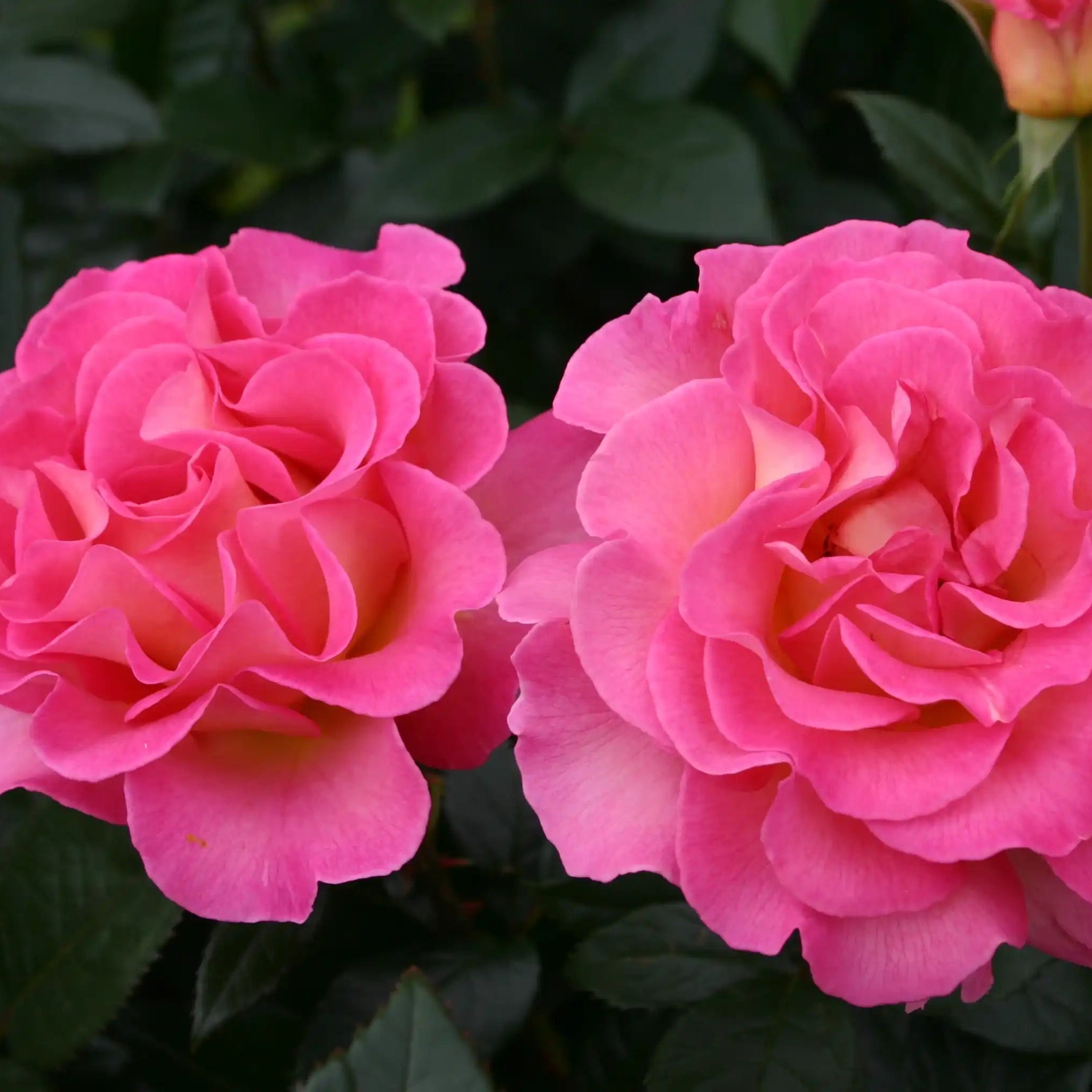 Julie Andrews™ Pink Fuchsia Rose | April & Ashley