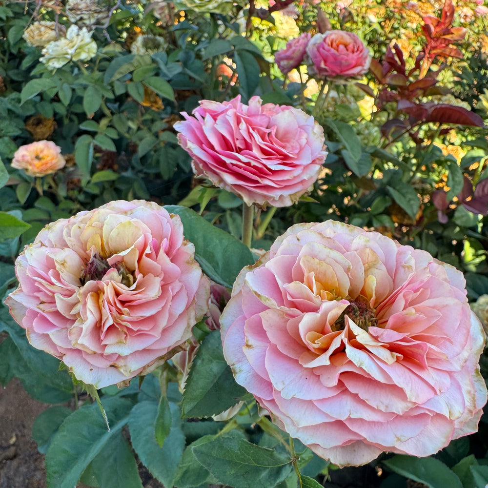Kensington Gardens blooms