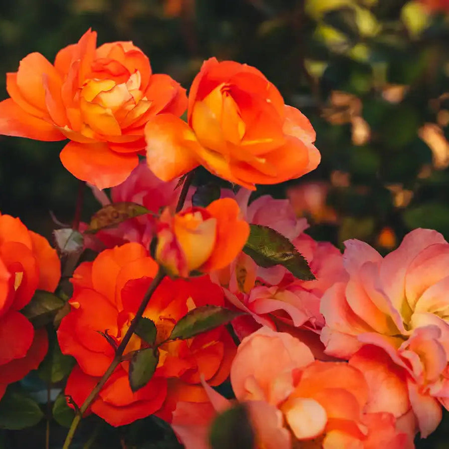 Orangerie™ – April & Ashley