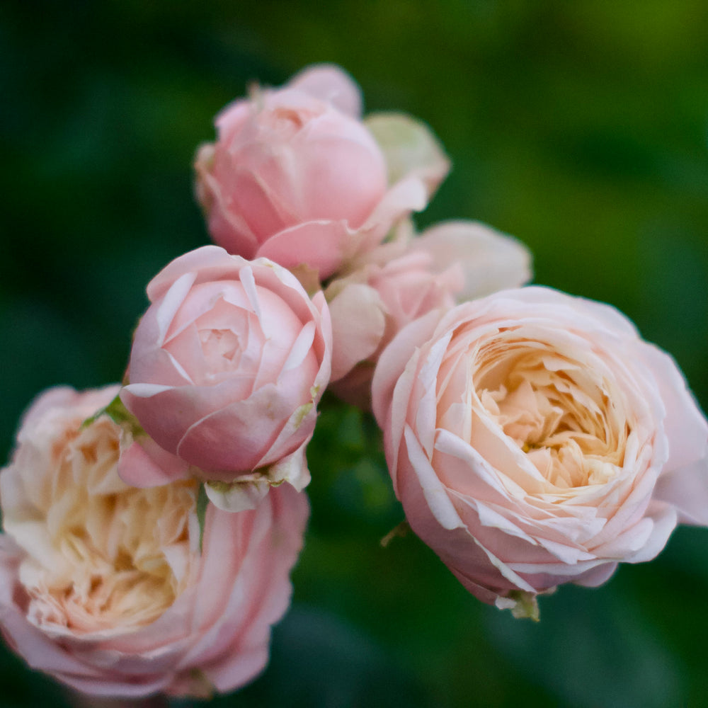 A bunch of Lady Ella roses with peachy outer petals and an apricot center, featuring green leaves.