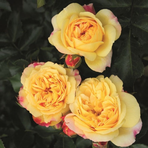 Three yellow roses with pink edges on a dark background