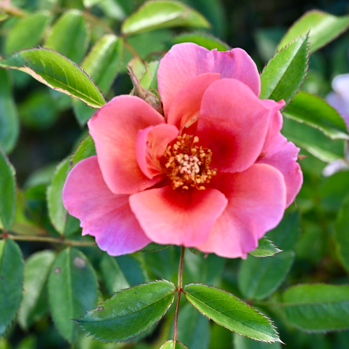 Maestro Babylon Eyes™