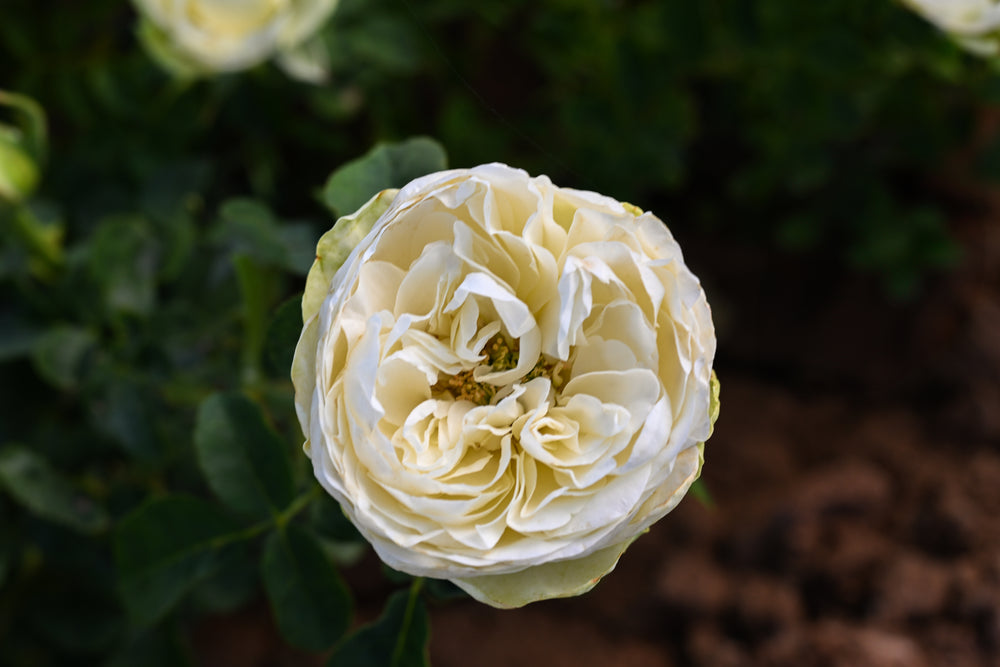 Close-up of a white rose with green leaves on a blurred background