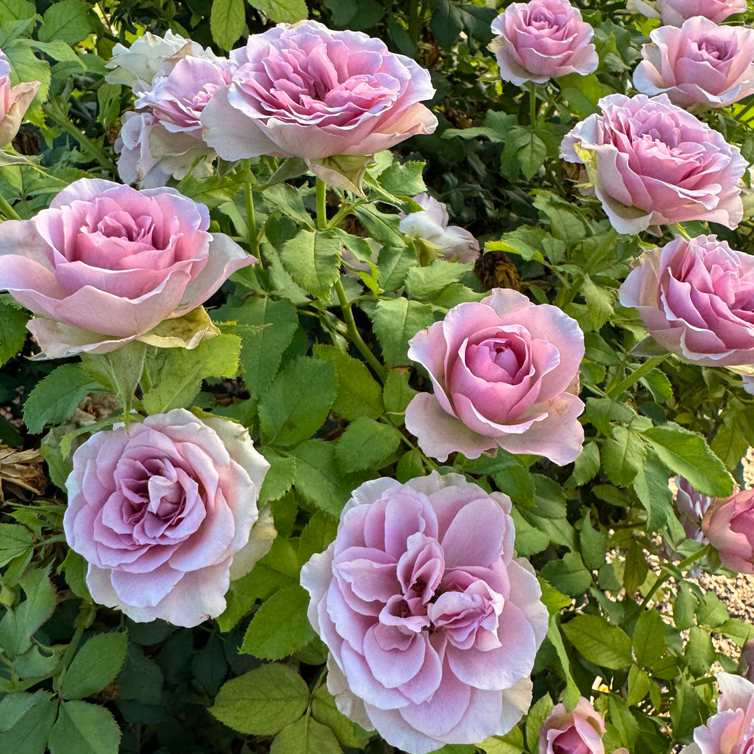 Notre Dame Rose