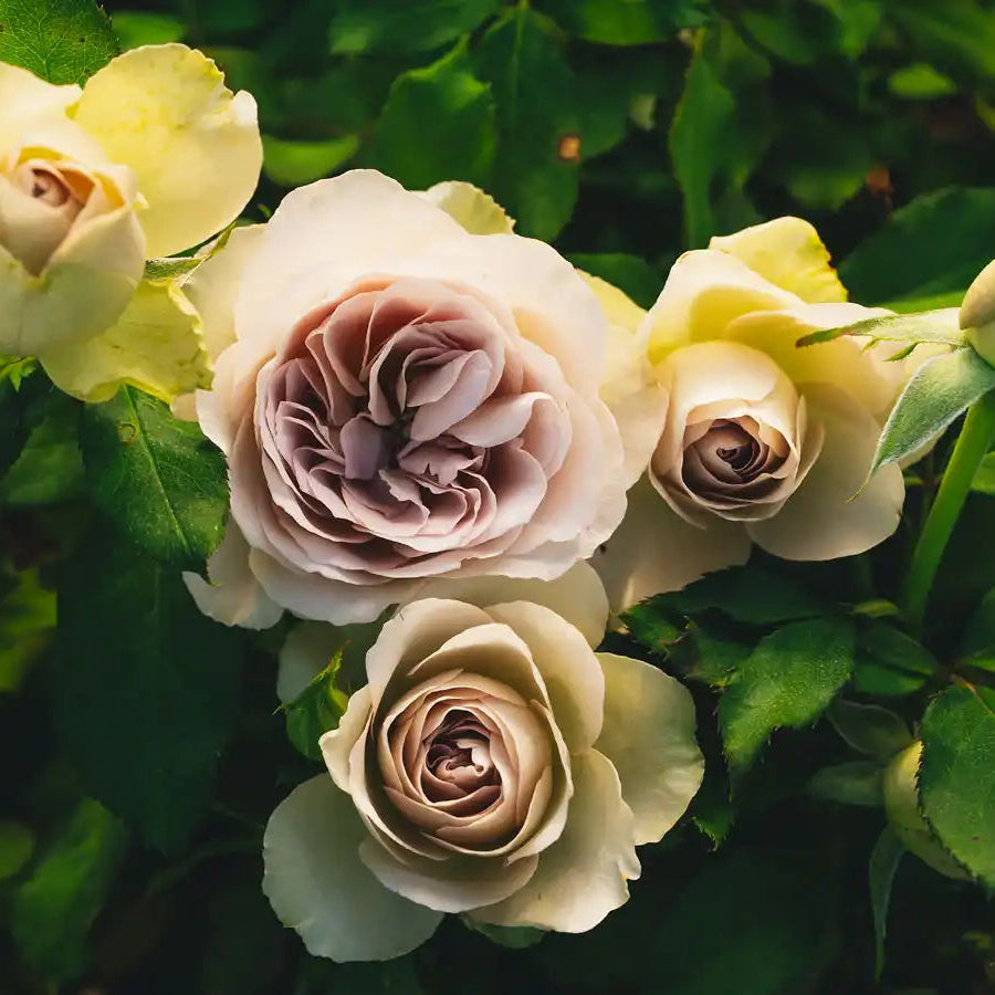 トップス rose Hot X-pression Rose-火热印象｜Netherlands Cut Rose – Ergongzy Roses