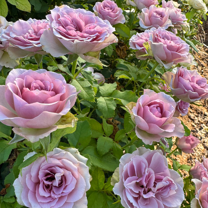 Close-up of pink roses with green leaves in a garden setting