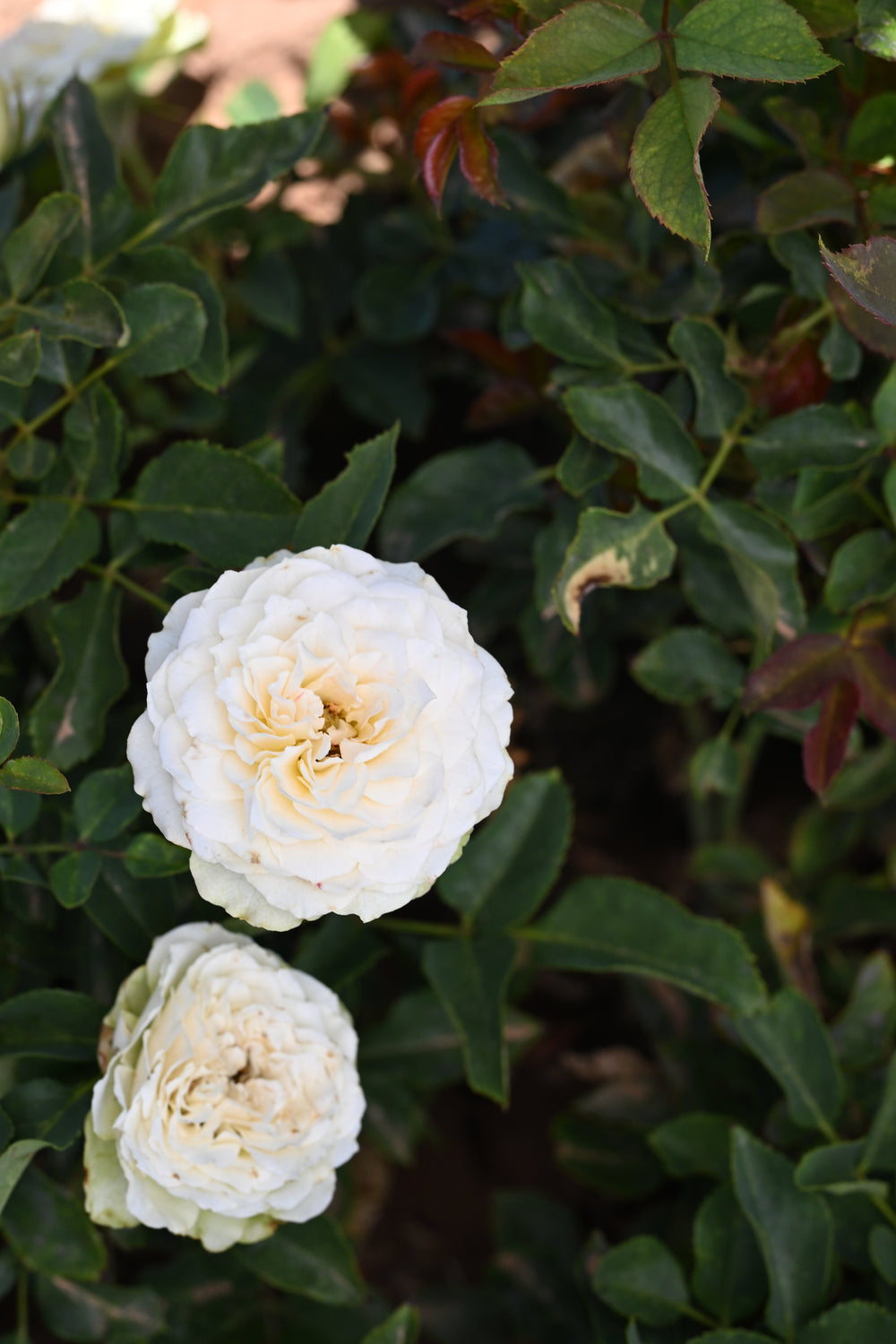 Two white flowers surrounded by green leaves