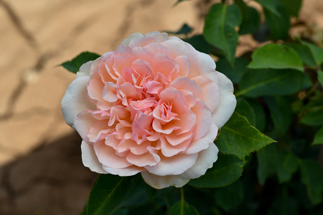 Close-up of a pink flower with green leaves on a blurred background