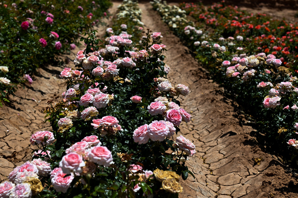 Row of pink and white flowers growing in a field with cracked earth.