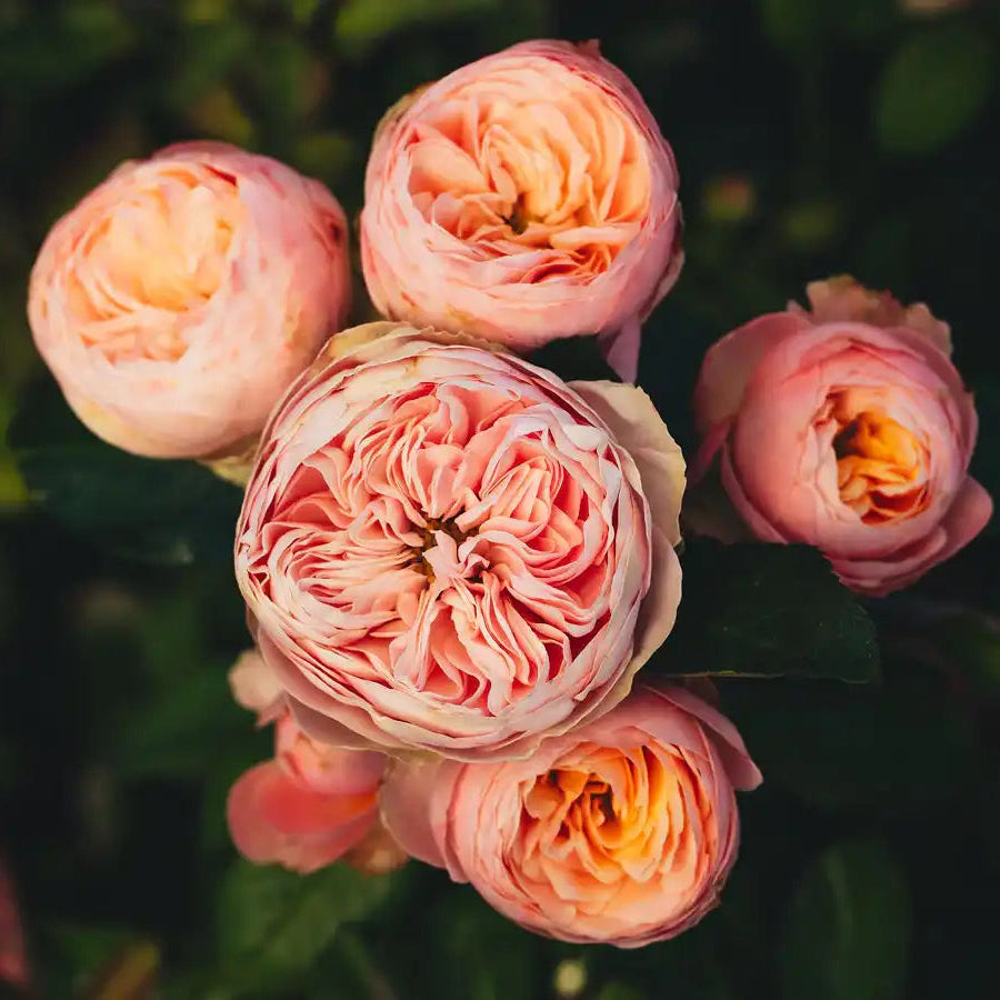 rosa persica seeds Rosa Lady Ella™