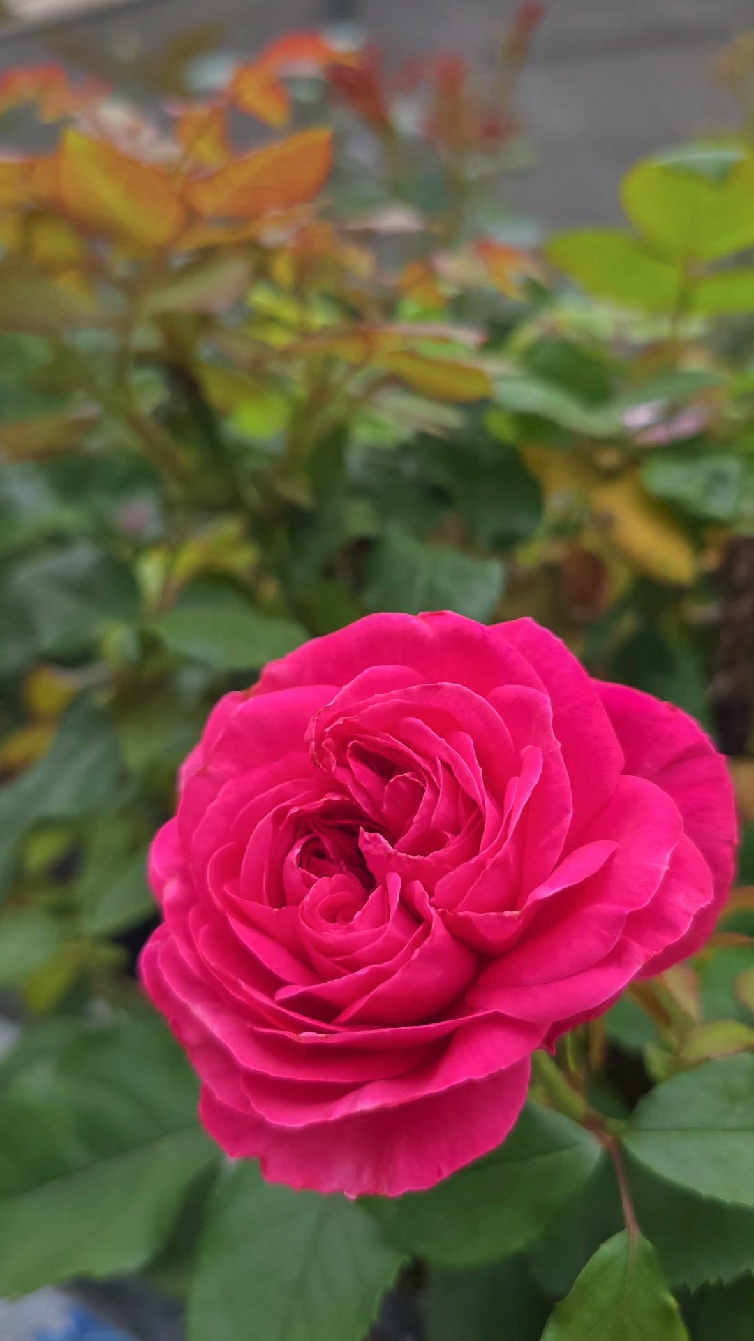 Close-up of a vibrant pink rose with green leaves in the background
