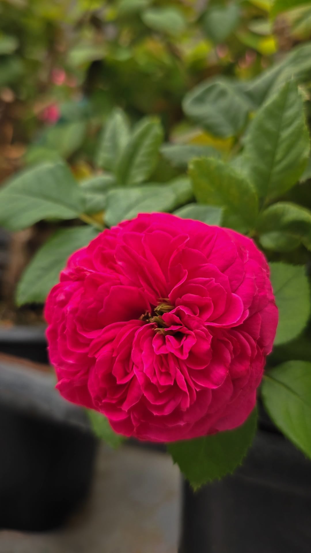 Close-up of a bright pink flower with green leaves in the background