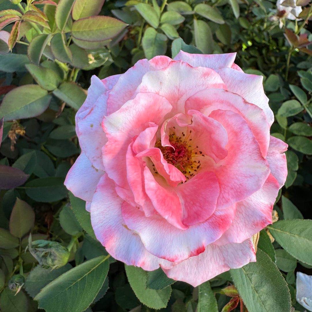 Closeup of pink bloom